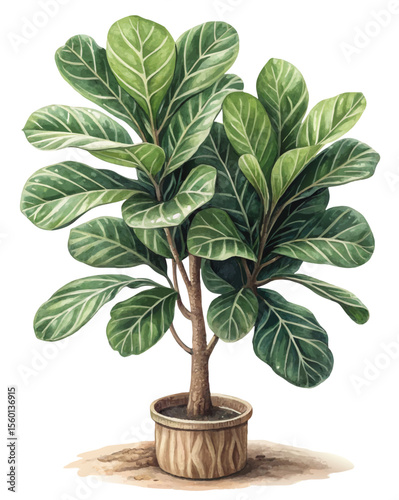 vector of a fiddle leaf fig plant with broad, veined green leaves and woody stem, isolated on white background
