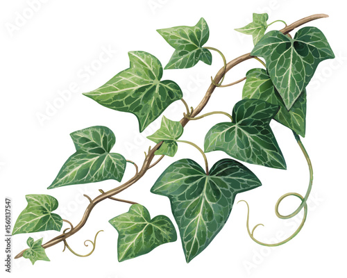 vector of a trailing ivy vine with heart-shaped leaves and tendrils, realistic color tones, isolated on white background
