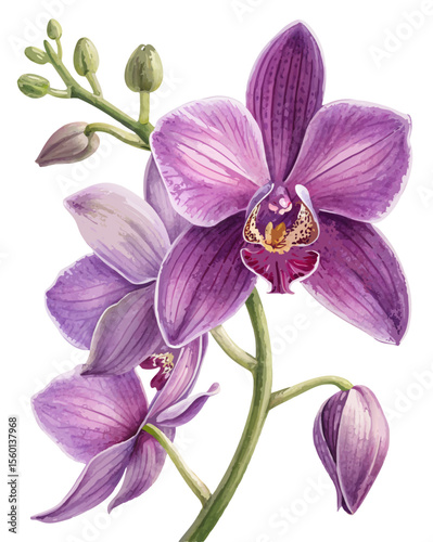 vector of a purple orchid with curved petals and central column, delicate realism, isolated on white background
