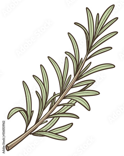 vector of a rosemary herb sprig with needle-like leaves and stem detail, isolated on white background
