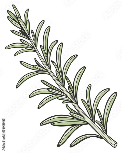 vector of a rosemary herb sprig with needle-like leaves and stem detail, isolated on white background
