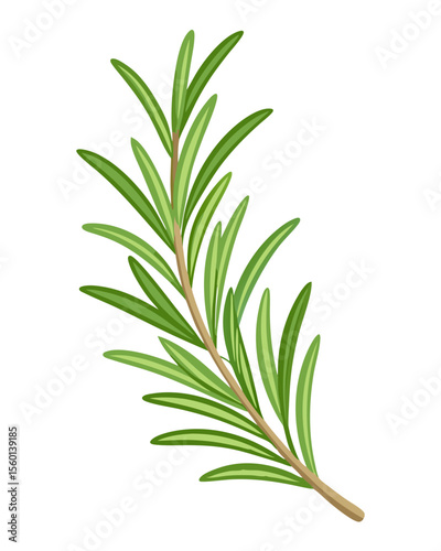 vector of a rosemary herb sprig with needle-like leaves and stem detail, isolated on white background
