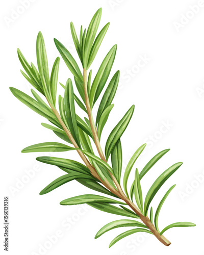 vector of a rosemary herb sprig with needle-like leaves and stem detail, isolated on white background
