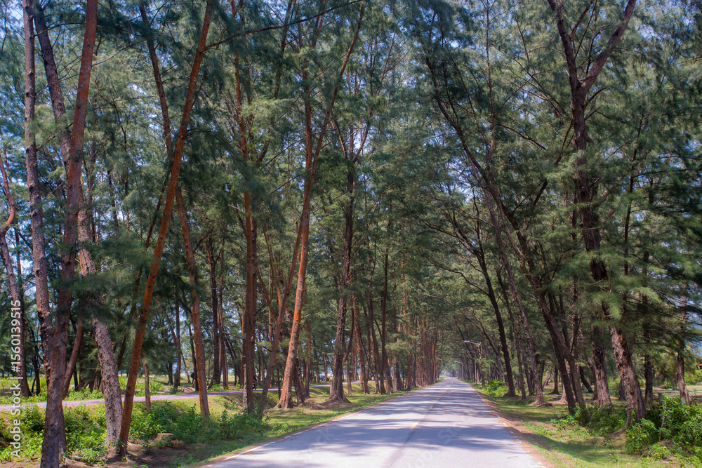 Fototapeta premium road in the woods