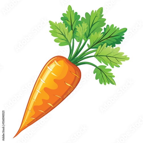 Carrot on white background