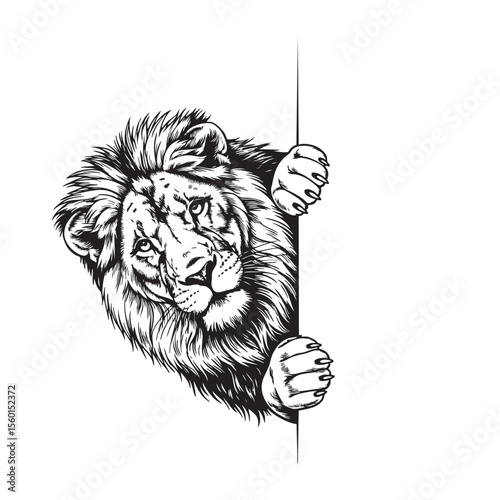Vector of Black and white illustration of a majestic lion peeking over an edge. Wildlife Animals.