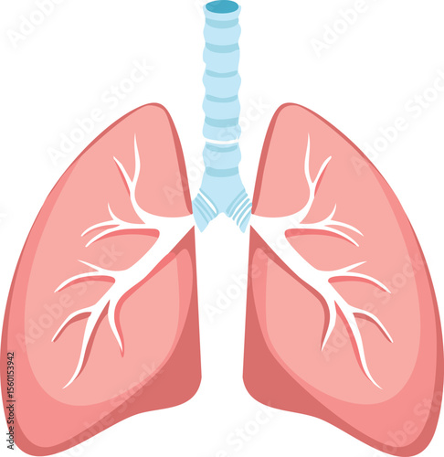 Illustration of human lungs, showing trachea and branching airways in detail.