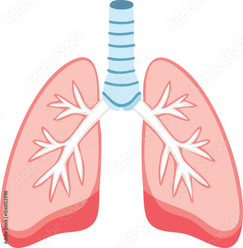 Illustration of human lungs connected to the trachea, showcasing the respiratory system.