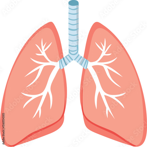 Diagram of a human respiratory system, showing lungs and bronchial tubes.