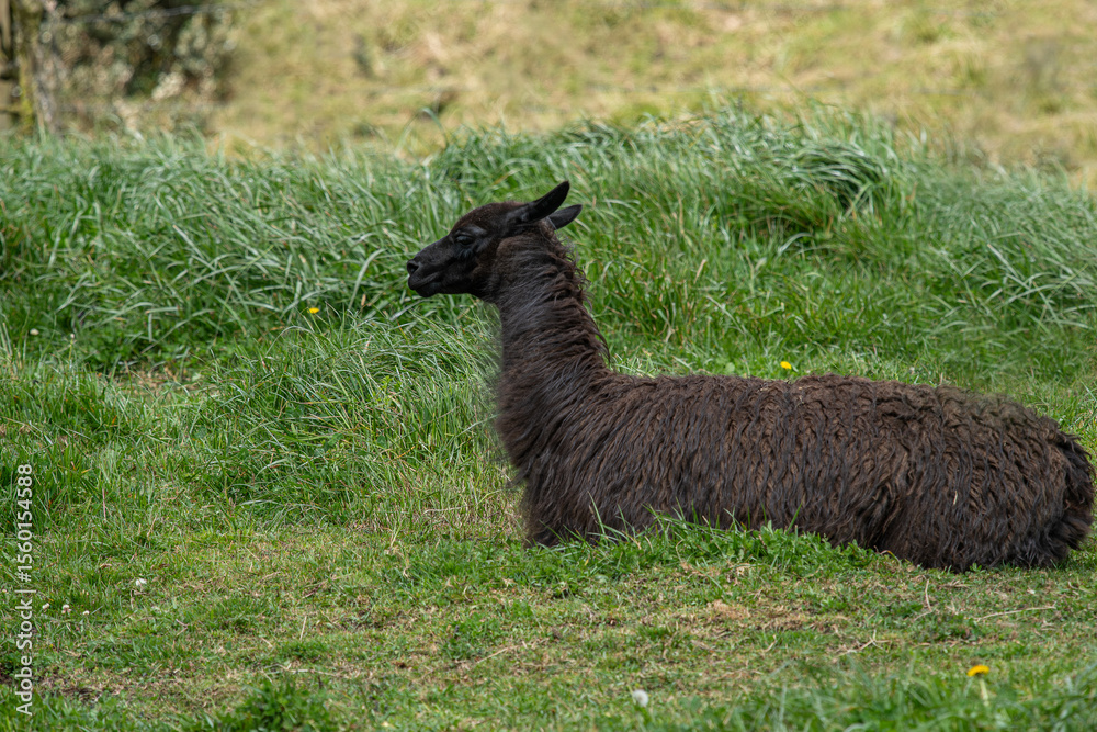 Fototapeta premium View of brown furry llamas grazing in a meadow on a farm in Ecuador