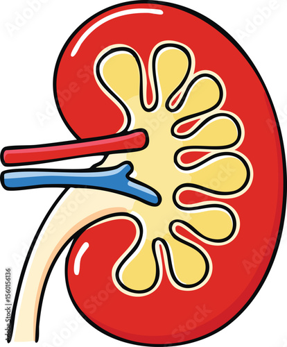 Cross-section illustration of a human kidney, showcasing its internal structure and vascular system.
