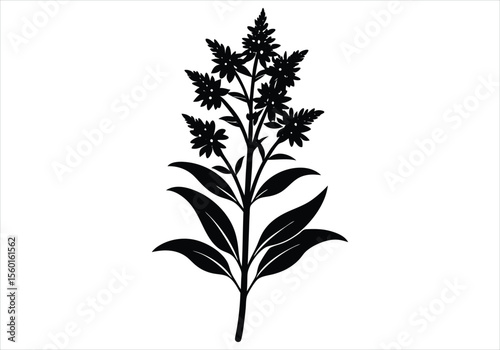 Goldenrod silhouette on white background