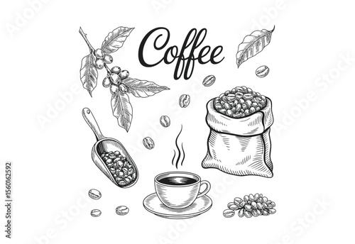 Hand drawn sketch of coffee beans a cup of coffee and coffee plant