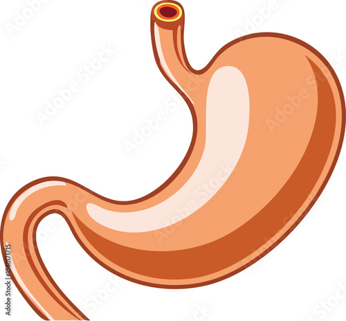 A detailed illustration of the human stomach, showcasing its anatomy and shape.