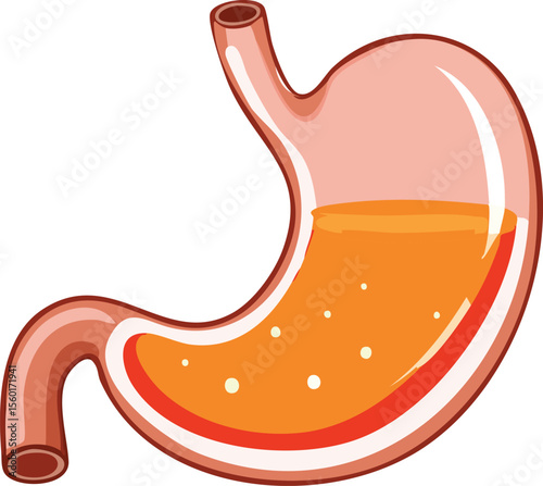 Illustration of a human stomach filled with orange liquid and small bubbles, showcasing its anatomy.