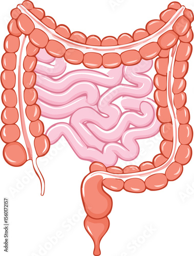 Diagram of the human digestive system, showing the intestines and stomach.