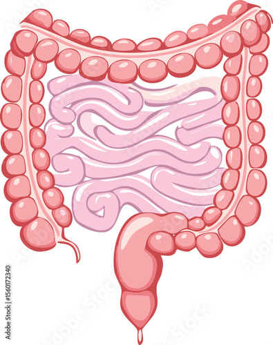 Detailed anatomical illustration of the human large and small intestines.