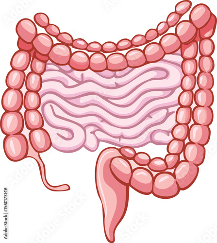 Cartoon illustration of a human digestive system, showing the large and small intestines.