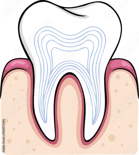 Cross-section illustration of a healthy human tooth, showing enamel, dentin, and gum line.
