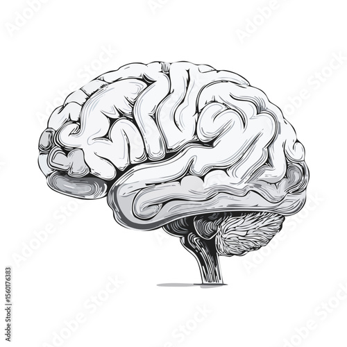 Detailed brain illustration side view on black background for medical study and psychological concept. Intelligence and memory anatomy.