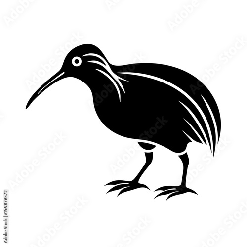 Kiwi bird illustration Apteryx silhouette.  Flightless bird of New Zealand.  Iconic kiwi design for zoology posters and nature documentaries.