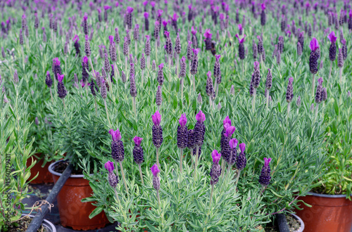 Foto Cultivated spanish lavender hotbed . Lavendula stoeches