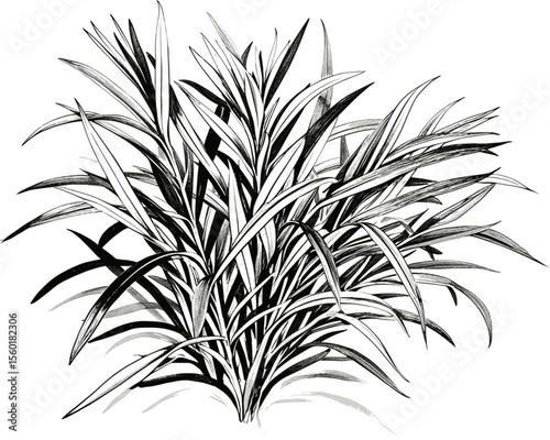 Organic Tarragon Leaves – Perfect for Sauces & Salads herb vintage linework ink sketch hand drawn pen drawing vector illustration background