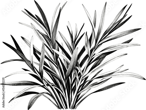 Tarragon Sprigs – Adding Sophistication to Every Dish herb vintage linework ink sketch hand drawn pen drawing vector illustration background