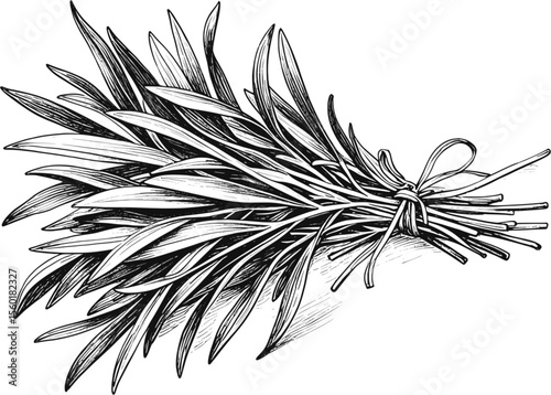 Dried or Fresh Tarragon – A Versatile Culinary Herb herb vintage linework ink sketch hand drawn pen drawing vector illustration background