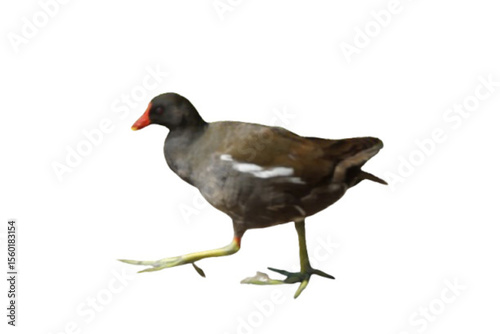 Bathed in golden sunlight, a black moorhen strides gracefully across the ground, its glossy feathers shimmering with hints of deep blue. France.