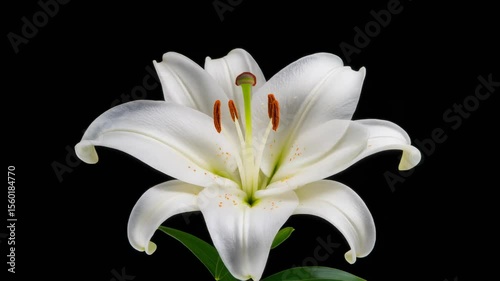  Elegant white lily blooming in slow motion, its petals curling outward in a symmetrical