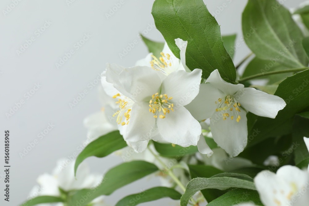Fototapeta premium White fragrant jasmine flowers on light background. 