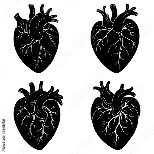 Four anatomical heart illustrations in black and white showing veins and arteries in detailed drawing style