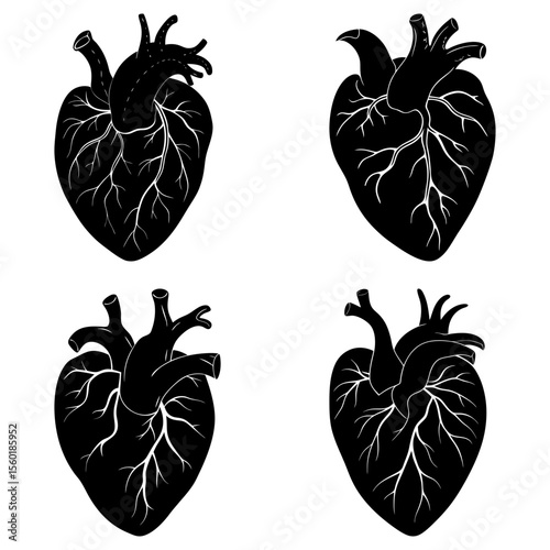 Four anatomical heart illustrations in black and white showcasing intricate vein details and unique orientations