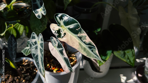Cuadro en lienzo Alocasia Bambino Pink on a shelf among other indoor plants in sunlight