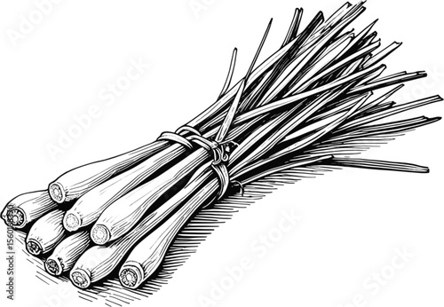 Citrusy, Earthy, Invigorating – Fresh Lemongrass herb vintage linework ink sketch hand drawn pen drawing vector illustration background