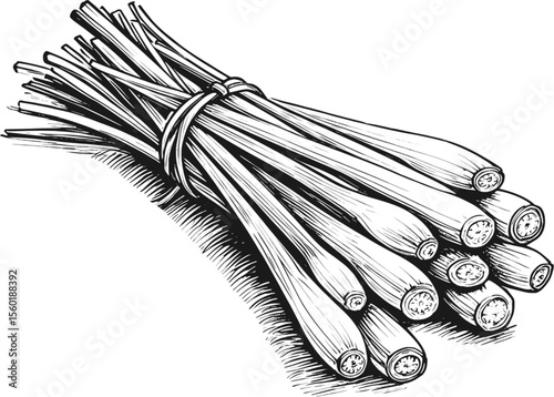 From Garden to Kitchen: Vibrant Lemongrass Stalks herb vintage linework ink sketch hand drawn pen drawing vector illustration background