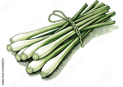 Lemongrass – The Secret Ingredient in Thai & Vietnamese Dishes herb vintage linework ink sketch hand drawn pen drawing vector illustration background