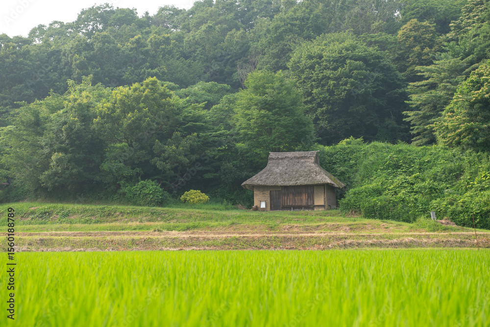 Obraz premium 田んぼと古い民家
