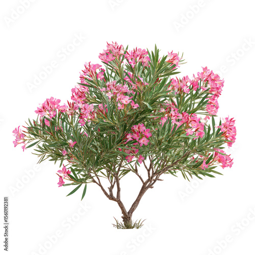  Nerium Oleander Tree - Nerium oleander tree with lush green foliage on transparent background