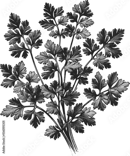 Chervil – The Underrated Cousin of Parsley & Tarragon herb vintage linework ink sketch hand drawn pen drawing vector illustration background