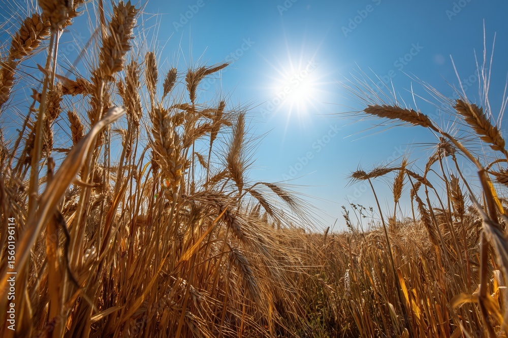 Fototapeta premium A field of golden wheat under the sun. The sun shines on the ripe spikes. The sky is blue. The picture is about harvest.