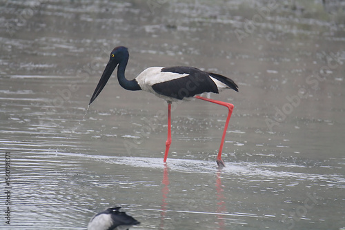 Black Neck Stork