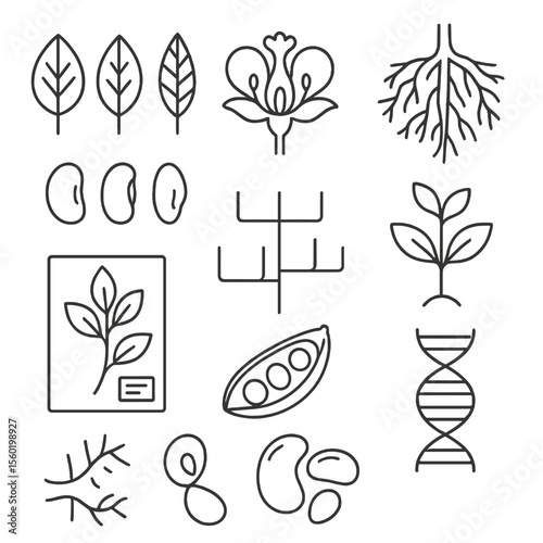 Plant Systematics Icons. Outline style icons of Plant Systematics: leaf types, flower anatomy, root system sketch, seed variation,