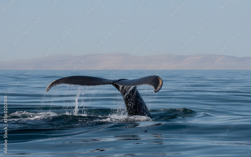 Fototapeta premium Whale Tail and Ocean Spray under Clear Blue Sky