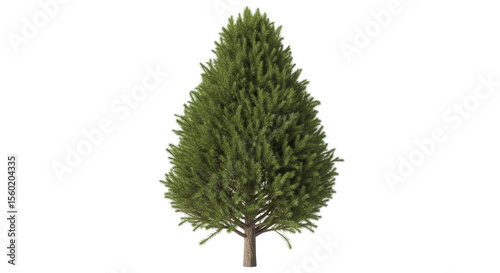 Slika na platnu Isolated Conical Evergreen Tree with Detailed Foliage
