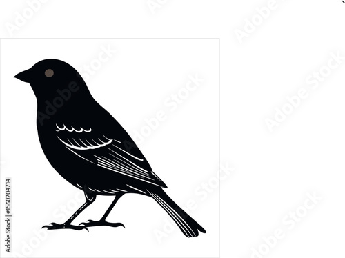 Sparrow is  a small  Bird  flight Morning and Evening everyday everywhere 