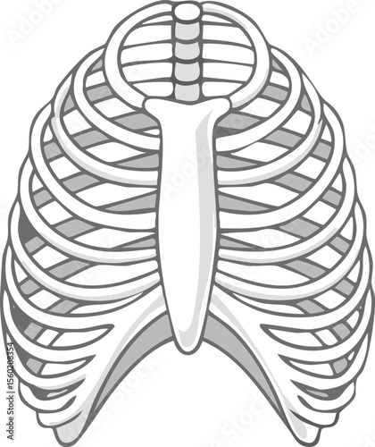 A simplified illustration of the human rib cage, showing bones and structure.