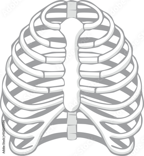 Human rib cage, anatomical illustration, skeletal structure, front view.