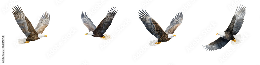 Obraz premium American Bald Eagle Flying - Wildlife Photography